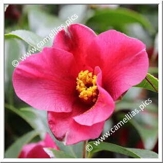 Camellia Hybride 'Purple Fire'