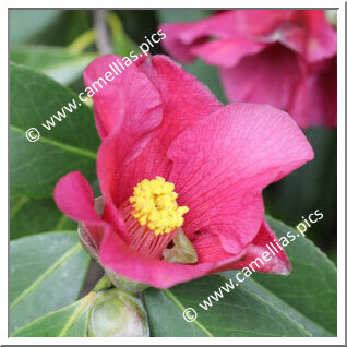 Camellia Hybride 'Purple Fire'