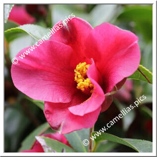 Camellia Hybride 'Purple Fire'