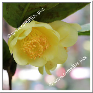 Camellia Species C. quephongensis