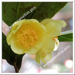 Camellia Botanique C. quephongensis