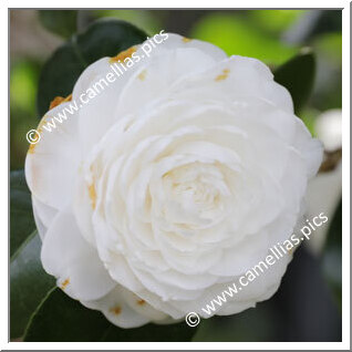 Camellia Japonica 'Rainha Santa Isabel'