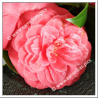 Camellia Japonica 'Rainha das Camelias'