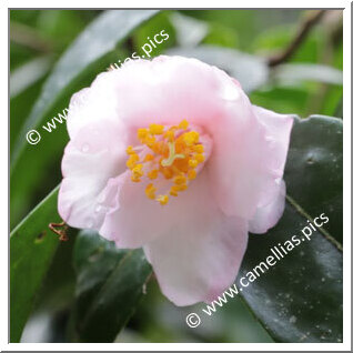 Camellia Hybrid 'Rambling Rosie'