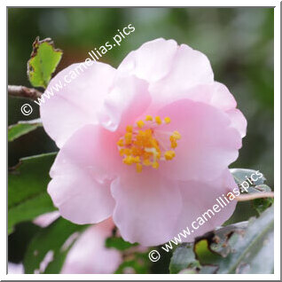 Camellia Hybrid 'Rambling Rosie'