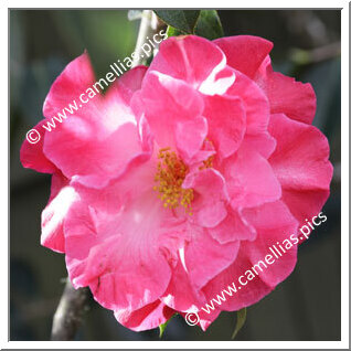 Camellia Reticulata 'Raspberry Glow'