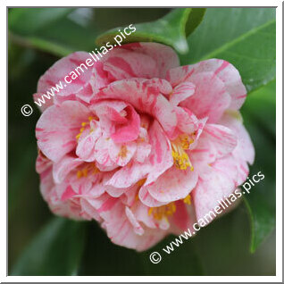 Camellia Japonica 'Reboreda'