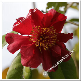 Camellia Hybrid C.x williamsii 'Red Dragon'