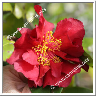 Camellia Hybrid C.x williamsii 'Red Dragon'