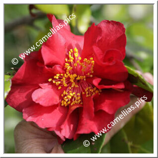 Camellia Hybrid C.x williamsii 'Red Dragon'