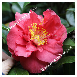 Camellia Japonica 'Red Hibiscus'