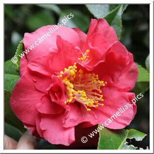 Camellia Japonica 'Red Hibiscus'