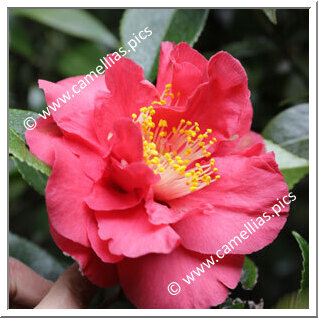 Camellia Japonica 'Red Hibiscus'