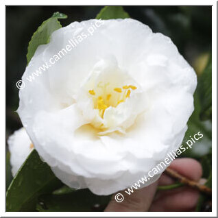 Camellia Japonica 'Renjô-no-tama'