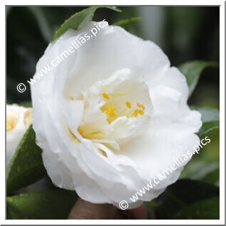 Camellia Japonica 'Renjô-no-tama'