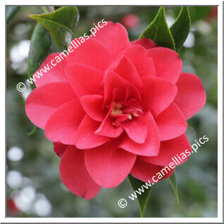Camellia Hybrid 'Roma Red'