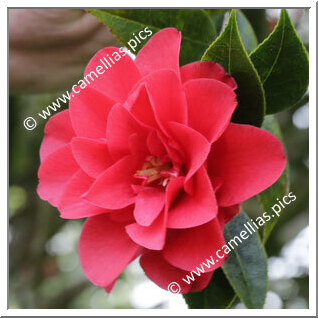 Camellia Hybrid 'Roma Red'