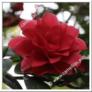 Camellia Hybrid 'Roma Red'