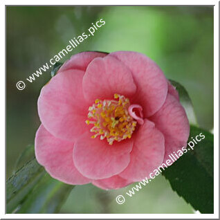 Camellia Hybrid 'Rosabelle'