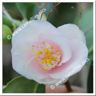 Camellia Botanique C. rosaeflora 'Cascade'