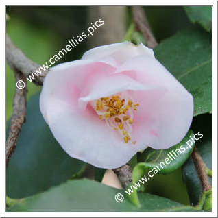 Camellia Botanique C. rosaeflora 'Cascade'