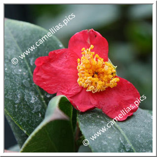 Camellia Species C. japonica ssp. rusticana