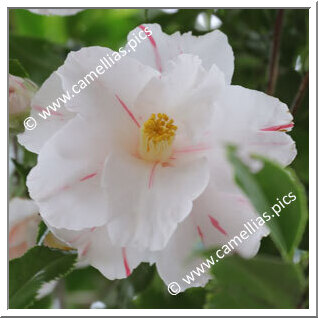 Camellia Japonica 'Sakuraba-tsubaki'