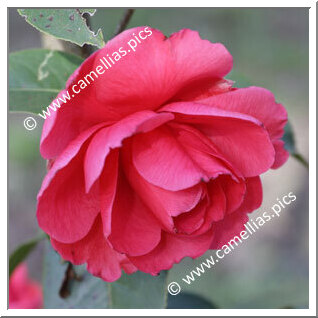 'Samantha' 'Samantha'