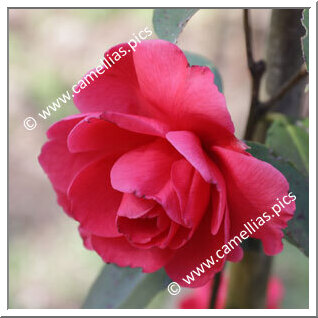 Camellia Reticulata 'Samantha'