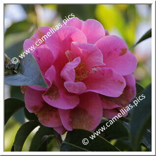 Camellia Hybrid C.reticulata  'Sandy Clark'