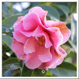 Camellia Hybrid C.reticulata  'Sandy Clark'