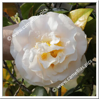 Camellia Japonica 'Sandy Sue'
