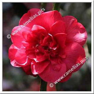 Camellia Japonica 'Scarlet Glory'