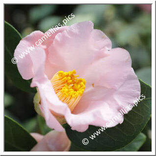 Camellia Japonica 'Sekido-tarô'an'