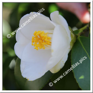 Camellia Japonica 'Sesshû'