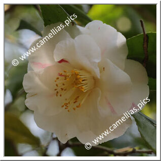 Camellia Japonica 'Shibori-rôgetsu'