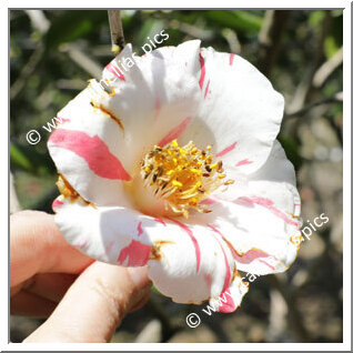Camellia Japonica 'Shibori-rôgetsu'