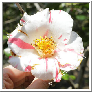 Camellia Japonica 'Shibori-rôgetsu'