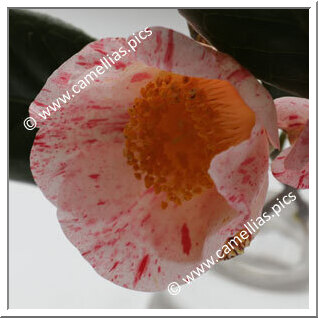Camellia Japonica 'Shibori-seiôbo'