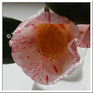 Camellia Japonica 'Shibori-seiôbo'