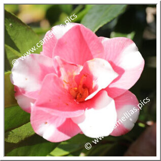 Camellia C. rusticana 'Shimachidori'