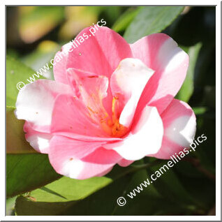 Camellia C. rusticana 'Shimachidori'