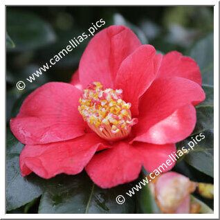 Camellia Camellia Japonica de Higo 'Shin-hagoromo'