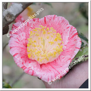Camellia Camellia Japonica de Higo 'Shintsukasa-nishiki'