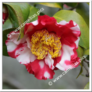 Camellia Camellia Japonica de Higo 'Shokkô-nishiki (Higo)'