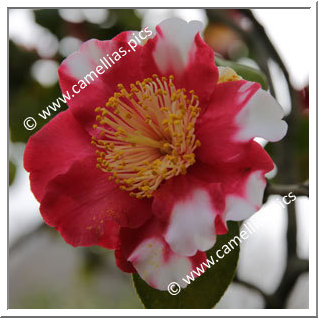 Camellia Camellia Japonica de Higo 'Shokkô-nishiki (Higo)'