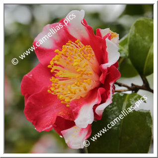 Camellia Camellia Japonica de Higo 'Shokkô-nishiki (Higo)'