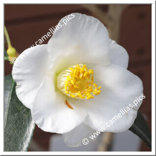 Camellia Japonica 'Shûfûraku'