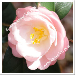 Camellia Japonica 'Shunshokô'