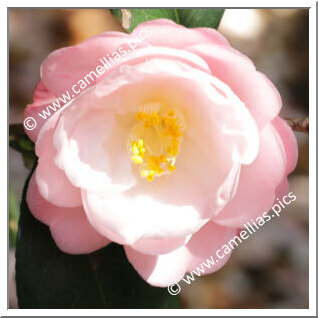 Camellia Japonica 'Shunshokô'